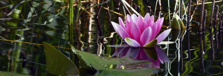 water-lily-2488848_1920.jpg