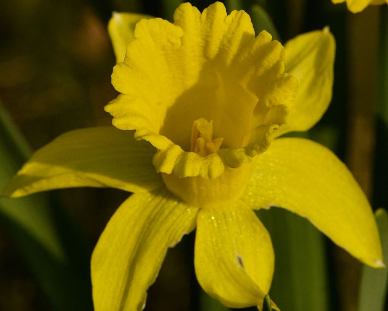 daffodil1.jpg