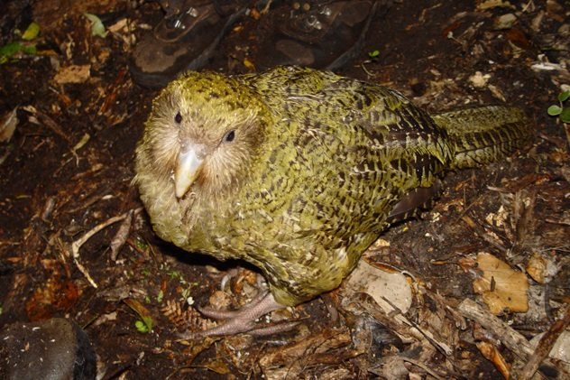 Kakapo.jpg