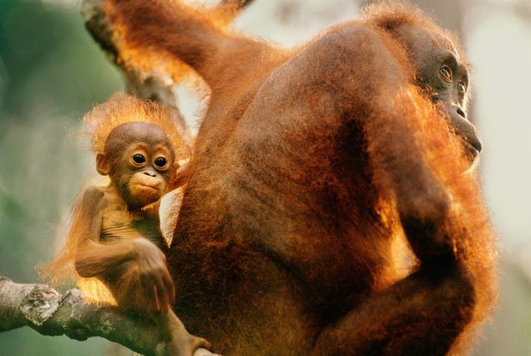 10orangutangallery.ngsversion.1439996404339.adapt.885.1.jpg mom &baby use.jpg