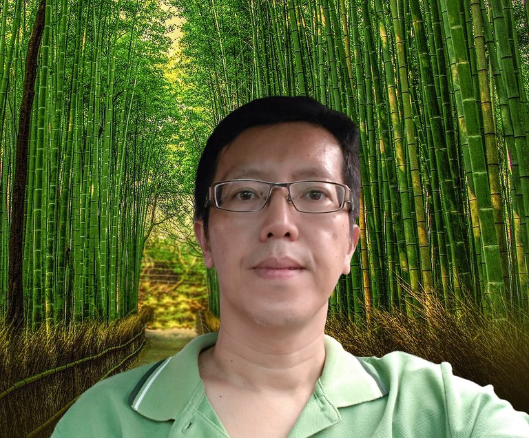 bamboo-3098343_YYH.jpg