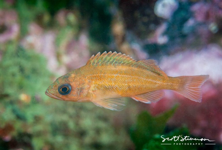 Puget Sound Rockfish-1.jpg