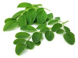 moringa.jpg