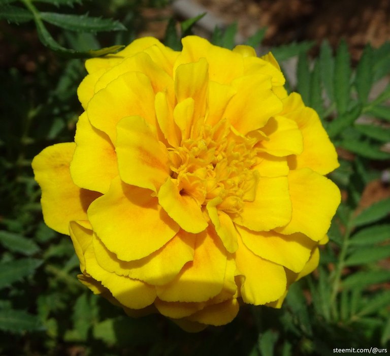 french marigold 3.jpg