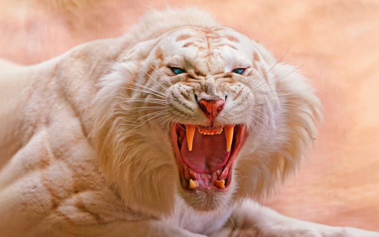 animals-blue-eyes-nature-open-mouth-tiger-lion-wildlife-nose-big-cats-white-tigers-whiskers-roar-fauna-mammal-vertebrate-facial-expression-close-up-cat-like-mammal-mane-yawn-145258.jpg