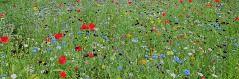 Blumenwiese