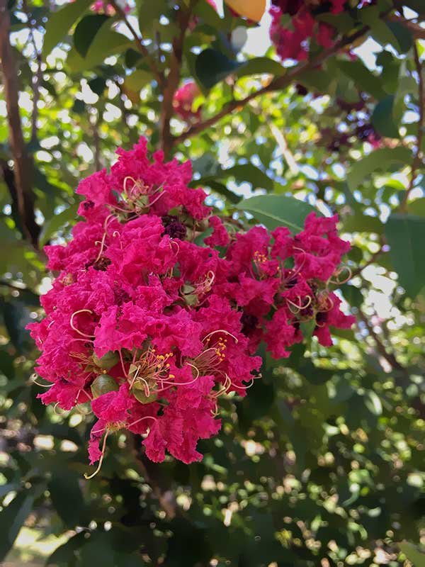 Ornamental-Blooming-Trees-Tuskegee-Crape-Myrtle-1.jpg