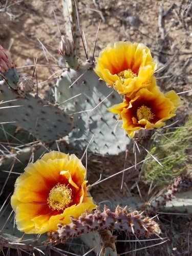 blooming-cactus-2.jpg