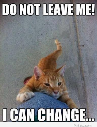 168865e0c10469a3d8dc74d3323d121f--funny-cats-funny-animals.jpg