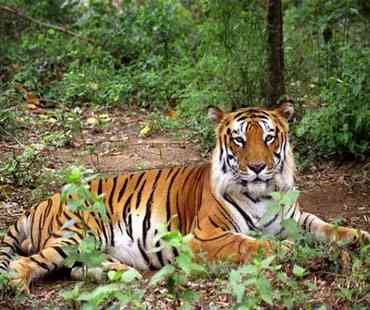 odisha-wildlife-tour.jpg