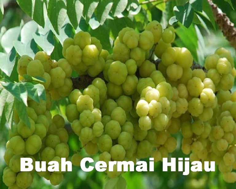 buah-cermai-hijau.jpg