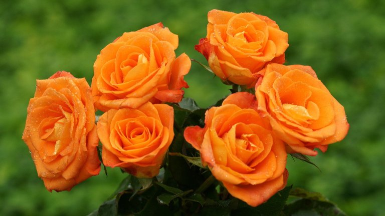 orange-roses-wallpaper-29738-30457-hd-wallpapers.jpg