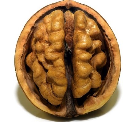walnut-3072652_640.jpg