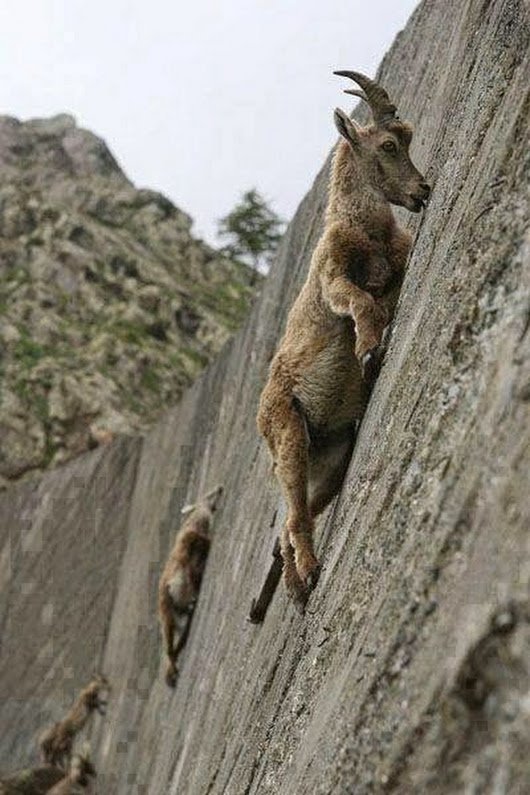 Amazing Mountain Goats..jpg