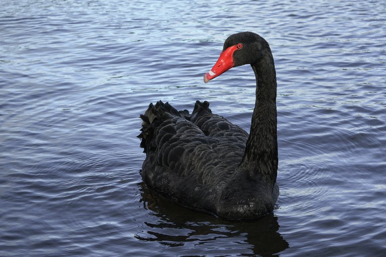 Black Swan.JPG