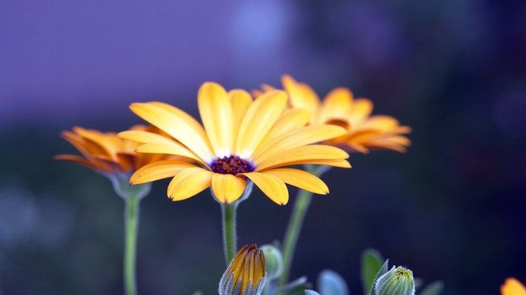 rudbeckia_flowers-1920x1080.jpg