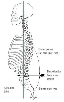 lumbar curves.jpg