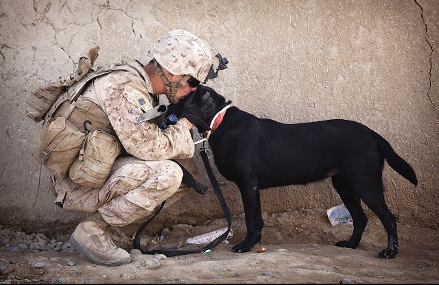 soldier-dog-companion-service (1).jpg