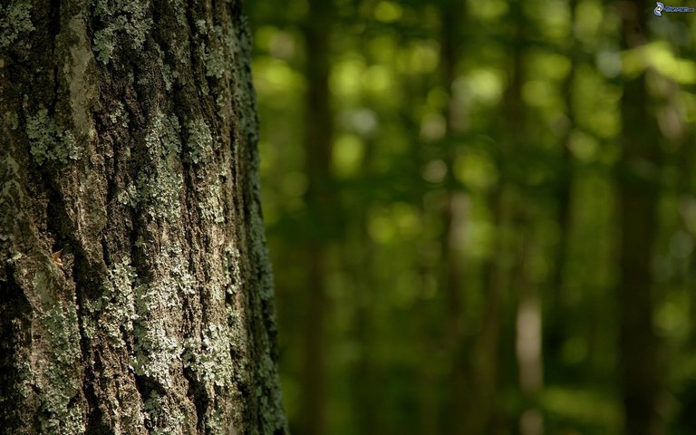 corteccia-di-albero-168224.jpg