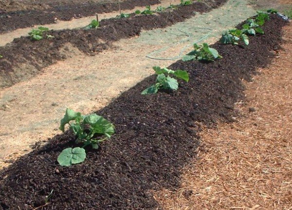 Pumpkins-growing-in-biosolids-e1487269044218.jpg