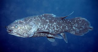 Coelacanth1.jpg