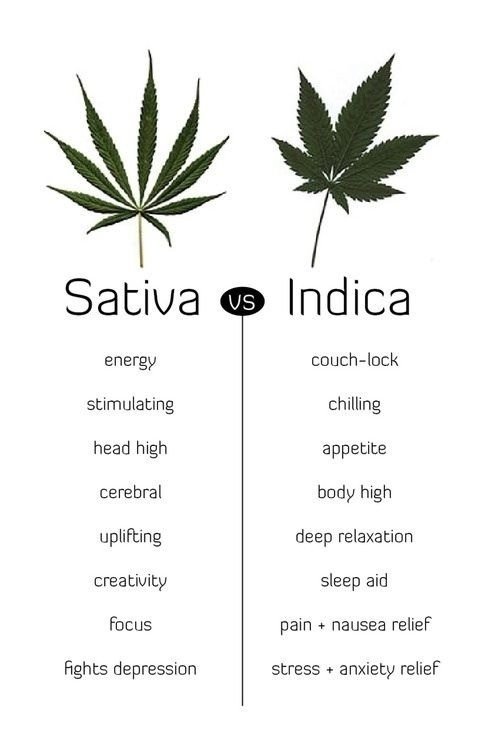 indica-vs-sativa-graphic.jpg