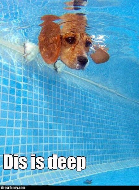 dis_is_deep__swimming_pool_water_funny_dog_picture.jpg