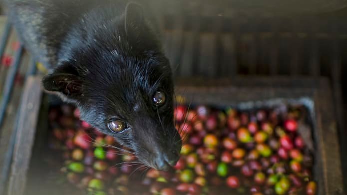 cat-poop-coffee-trend.jpg