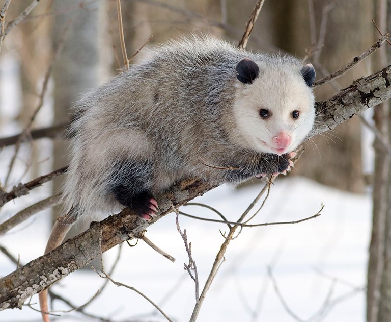 Opossum.jpg