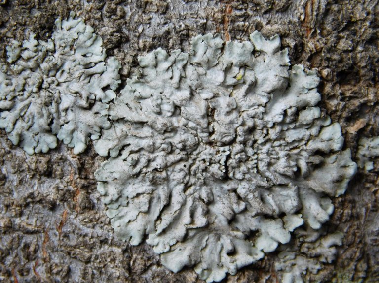 lichen.JPG