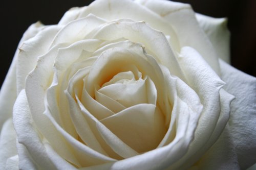 25.3.013.rose_.blanche21.jpg