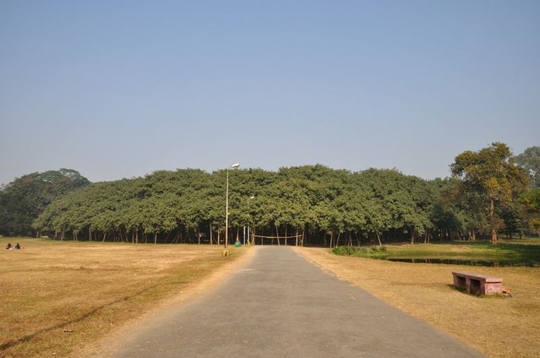 Acharya_Jagadish_Chandra_Bose_Indian_Botanic_Garden_-_Howrah_2011-01-08_9728.JPG