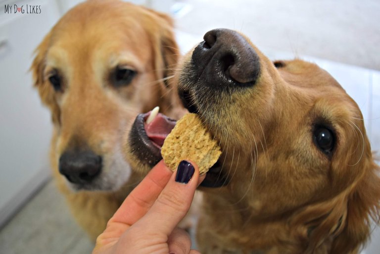 Charlie-Eats-a-SnickerDoodle.jpg