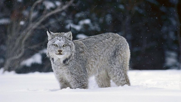 407030-animal-lovers-wild-cat-in-the-snow.jpg