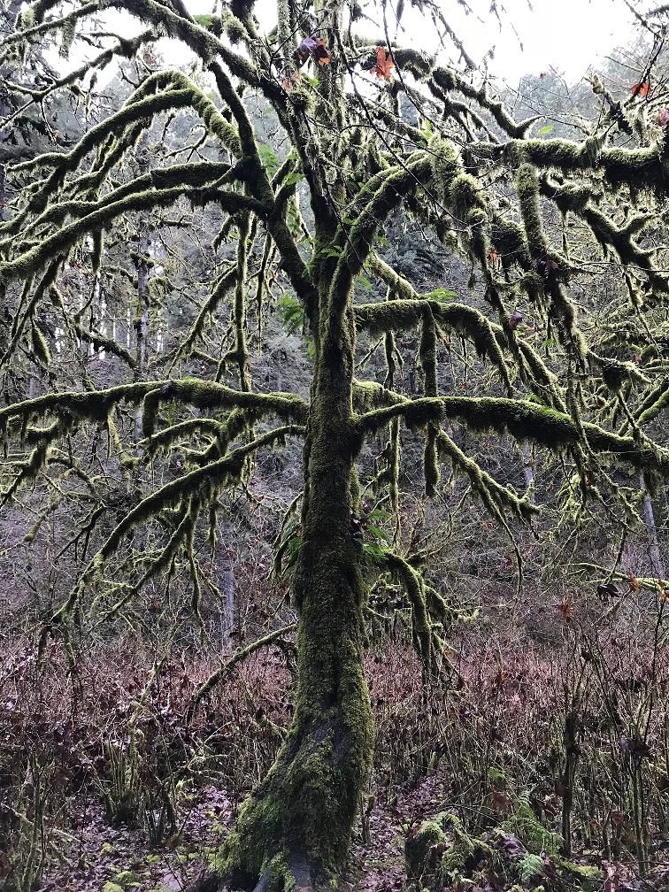 Mossy Tree.jpg