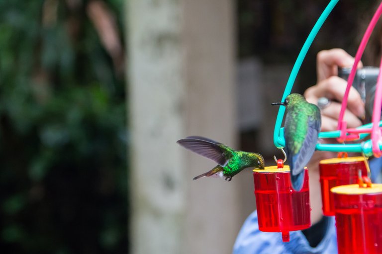 Hummingbird frozen in time