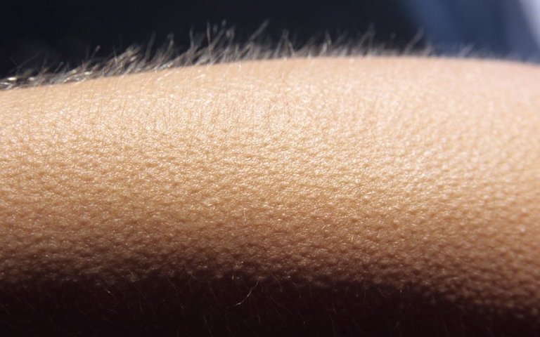 goosebumps_2443265k.jpg