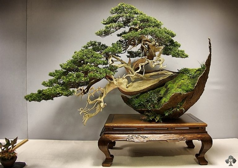 bonsai1.jpg