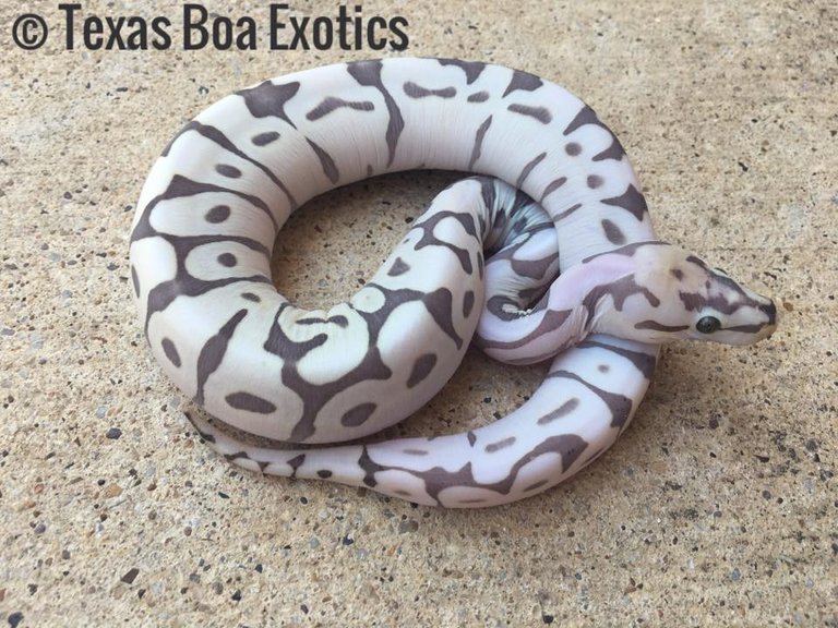 scaleless-ball-python-spider-nuclear-python-snake-scalelessballpython.jpg