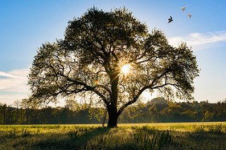 bloom tree.jpg