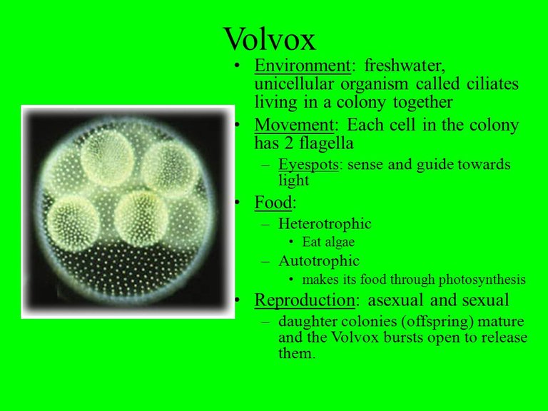 Volvox+Environment_+freshwater,+unicellular+organism+called+ciliates+living+in+a+colony+together.+Movement_+Each+cell+in+the+colony+has+2+flagella..jpg