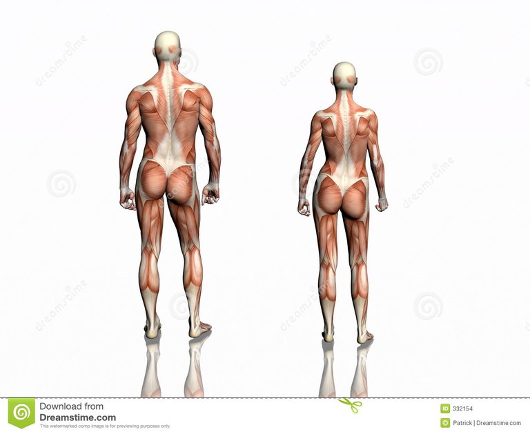 anatomy-man-woman-332154.jpg