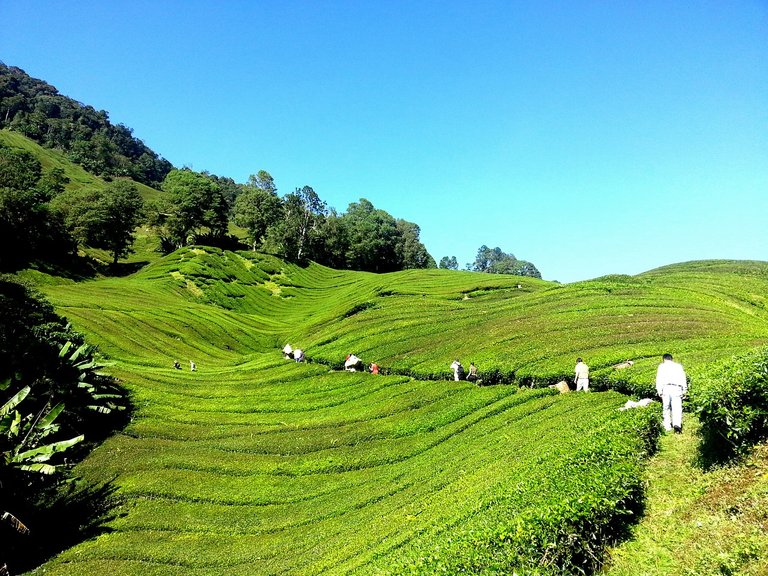 tea-plantation-261517_1280.jpg