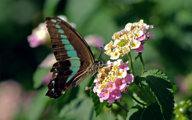 pink-lantana-with-butterfly-1024x640.jpg