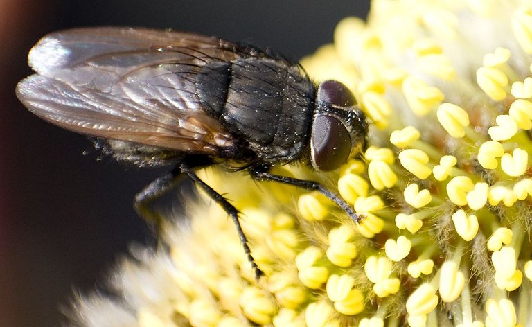 Macro-musca2.JPG