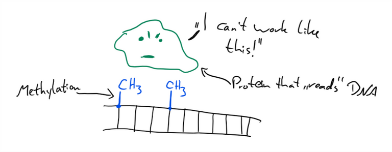 methylation.png