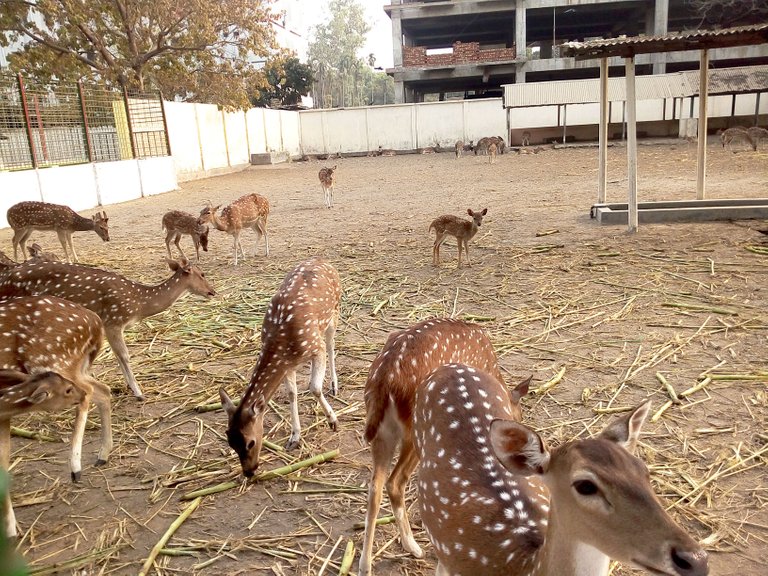 bangka zoo 2.jpg