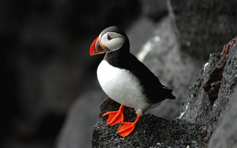 Atlantic Puffin.jpg