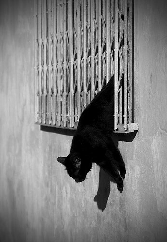 escape-cat-1.jpg