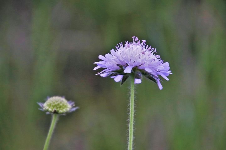 wildflowers-3388185__480.jpg